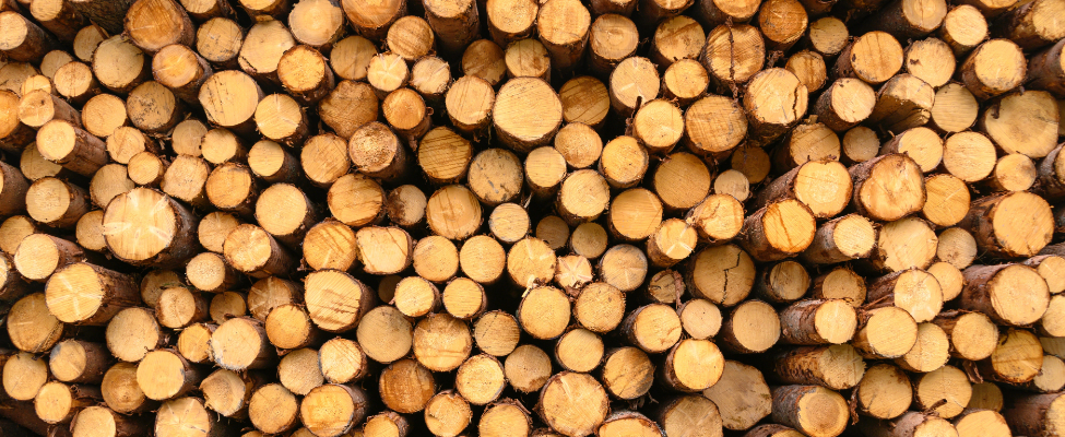 EUTR Euroopan unionin puutavara-asetus