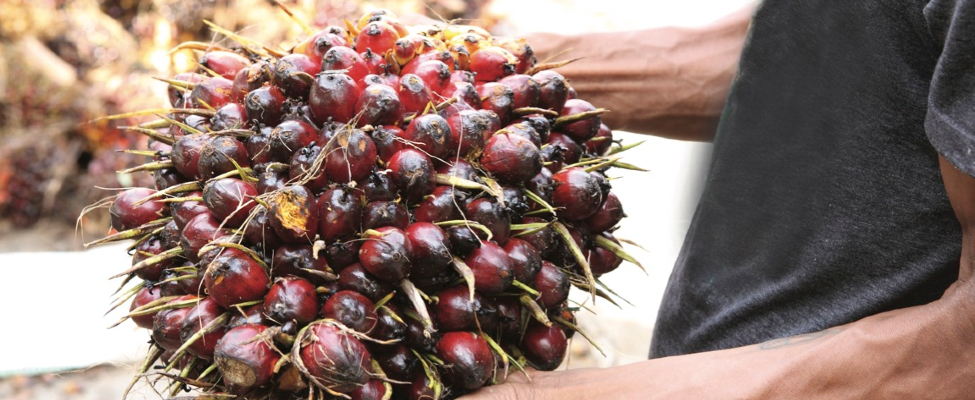 RSPO kestävä palmuöljy alkuperäseurannan sertifiointi