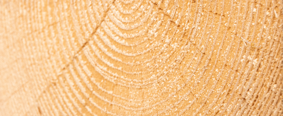 Ison-Britannian puutavara-asetus (UKTR)