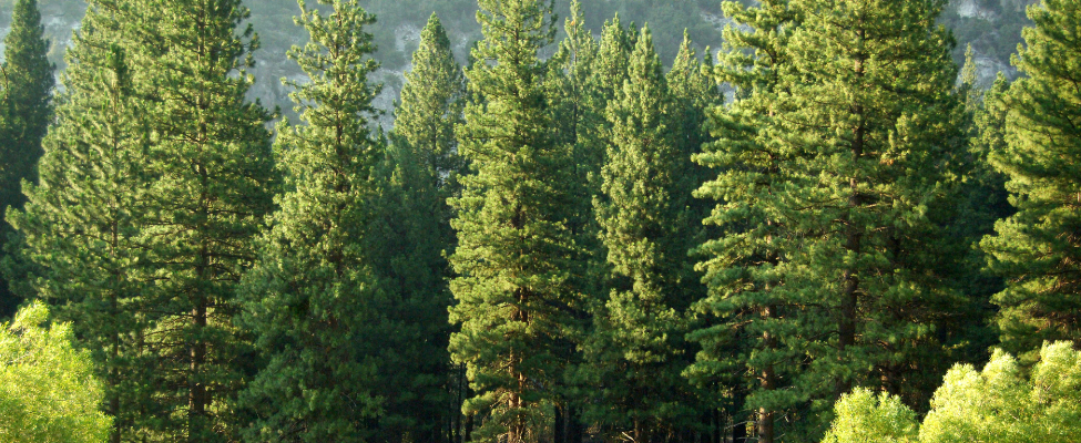 Puun alkuperäketjun seurannan PEFC-sertifiointi