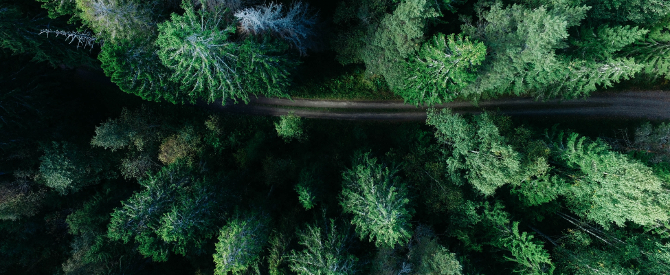 FSC®-metsäsertifiointi