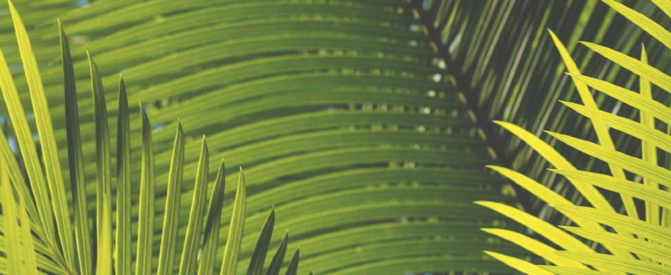 Mitä RSPO-tavaramerkin takana on?