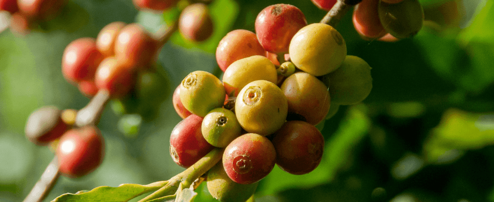 Rainforest Alliance-sertifioitu kaakao, kahvi, tee ja hasselpähkinät