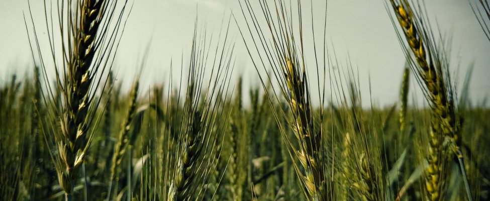 GLOBALG.A.P. Hyvä maatalouskäytäntö