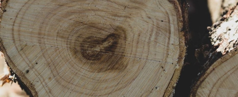 PEFC julkaisee uuden luettelon PEFC-tuotekategorioista