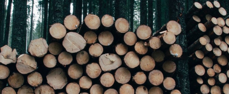 Puukauppaasetus Sveitsissä – Holzhandelsverordnung (HHV)