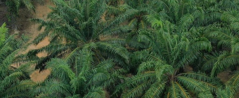 Assurance Services International (ASI) myöntää akkreditoinnin BM Certificationille RSPO kestävä palmuöljy alkuperäketjun seurannan sertifioinnille