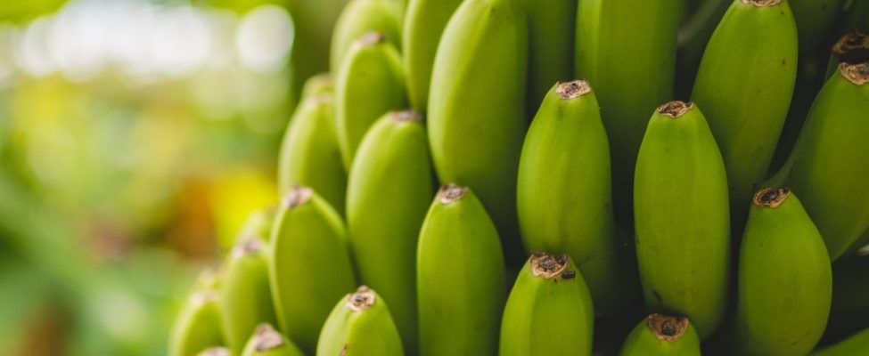 Kestävyys banaanialalla – Rainforest Alliance-banaaniohjelma