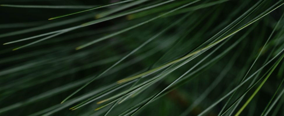 Uusi PEFC ohjesääntödokumentti ”PEFC GD 2001:2022” on julkaistu