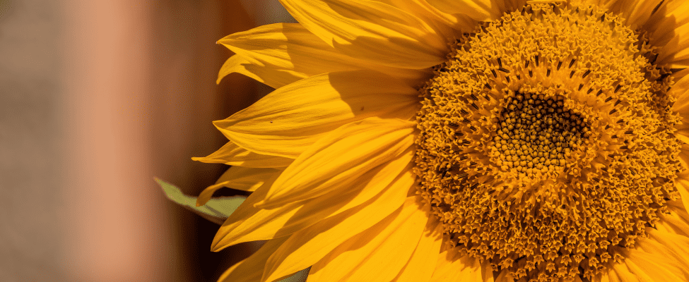 Kestävän kehityksen puolustaminen