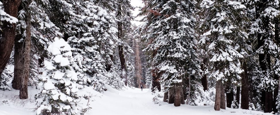 FSC® COVID-19 poikkeukset ja tulkinnat ovat nyt voimassa 30.4.2023 asti