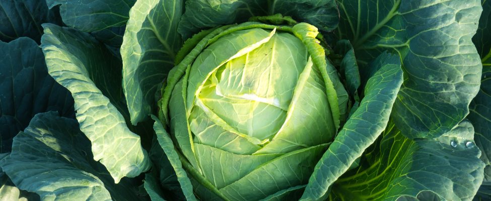 Opi lisää GLOBALG.A.P. sertifiontiohjelmasta