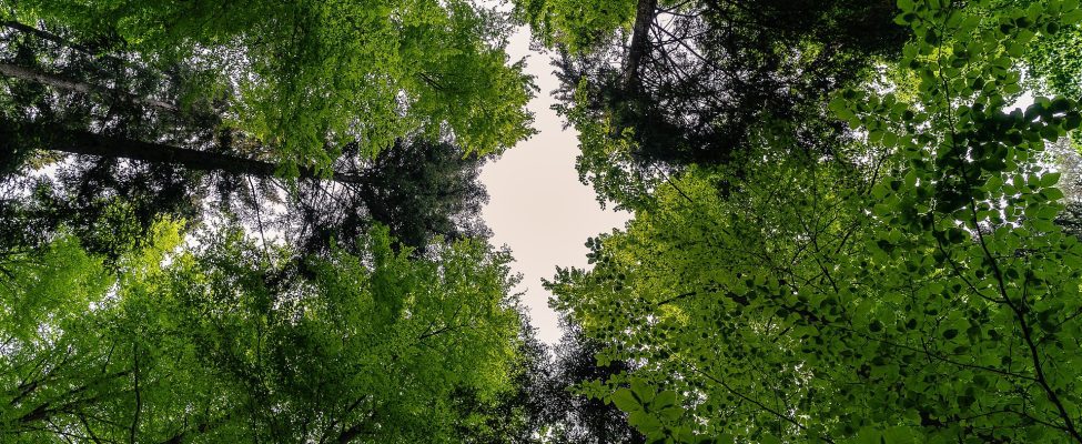 Maailman metsäpäivä