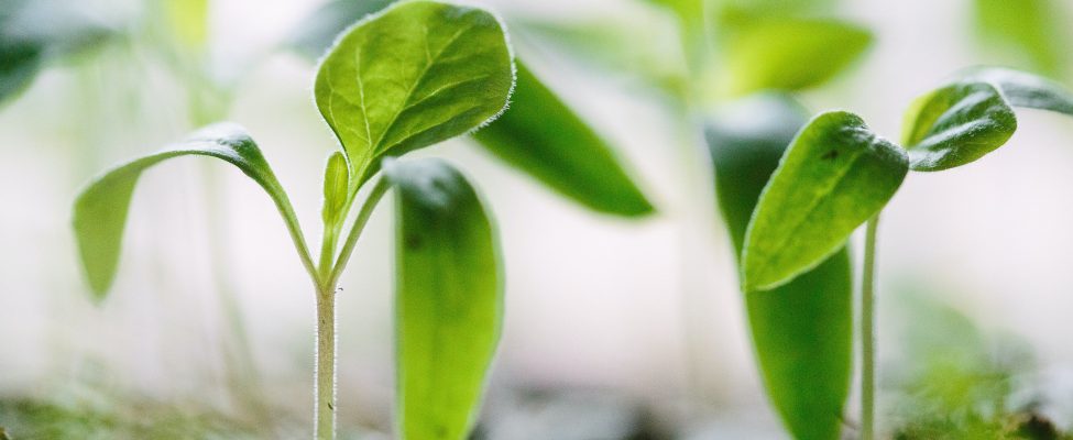 BM Certification laajentaa palveluvalikoimaansa useilla hiilijalanjäljen vahvistamispalveluilla