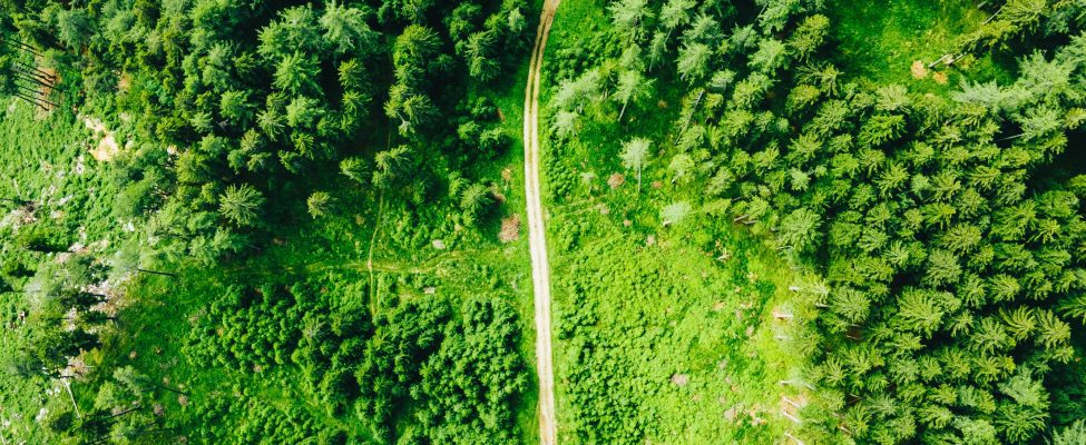 EU Deforestation Regulation – EU:n asetus metsäkadon vähäntämiseksi (EUDR). EU  hyväksyy uudet säännöt metsäkadon vähentämiseksi.