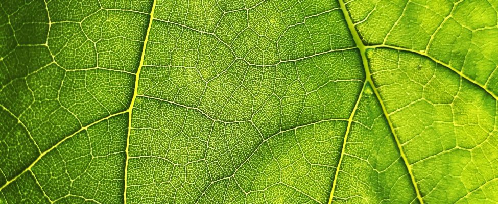 EU:n metsäkatoasetus (EUDR)