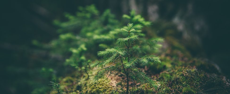 Euroopan unionin asetus metsäkadosta vapaista tuotteista (EUDR) FSC:n ja PEFC:n alkuperäketjun järjestelmien noudattamisesta