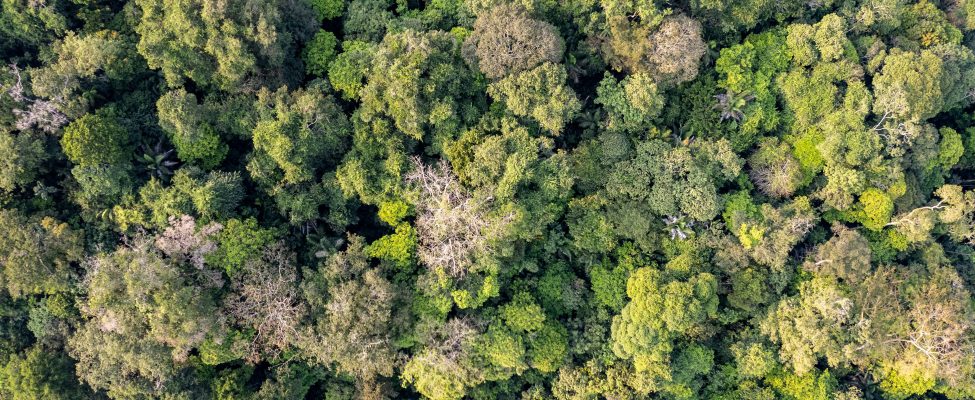 PEFC:n Yleiskokous hyväksyy RED III -standardit